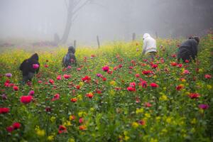 A la Sierra de Guerrero, México, muchos le conocen como la joya de la Amapola. Allí se produce cerca del 50 por ciento de la amapola que llega a EEUU. 
