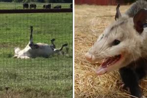 animales-haciendose-los-muertos.png