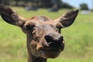 FOSSIL RIM 4.jpeg