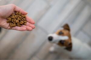 comida perros