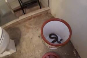 Remodelaba su casa en Tonopah y encontró un nido de serpientes de cascabel 