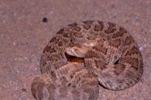 Mojave Rattlesnake.JPG