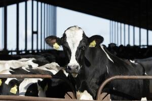 Gripe aviar en vacas lecheras