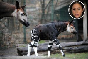 Meghan Markle okapi