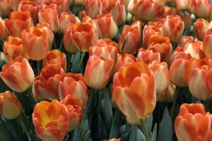 UNA DOCENA DE FLORES PARA MAMA /IMG_1724.jpg