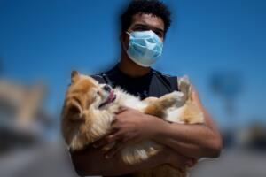 Los Ángeles 10 perros contagiados misteriosa infección respiratoria