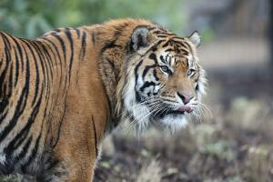 Tigre