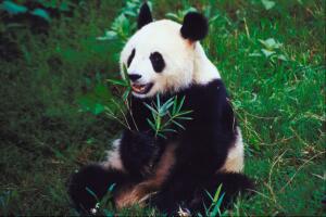 curiosidades-osos-pandas-1.jpg