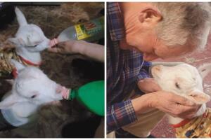 Hombre salvó a chivos y los crió como mascotas.