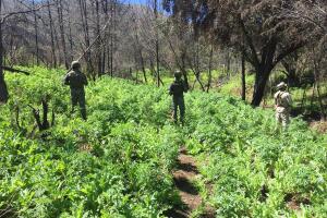 Marihuana Baja California