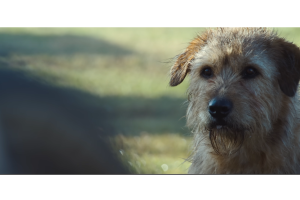 ‘Arthur: una amistad sin límites’ 