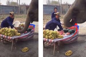 collage_elefante_ladron.jpg