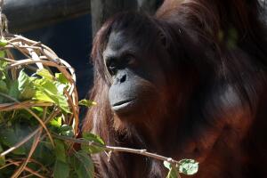 Argentina Sandra The Orangutan