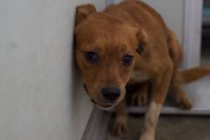 Caso de maltrato animal en Corona, California