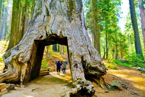 View of the dead tunnel tree in Tuolumne Grove, Yosemite National Park
