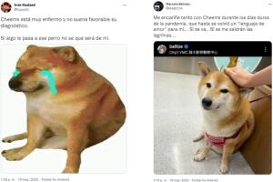 Reacciones a 'Cheems', el perro del meme, enfermo.jpg