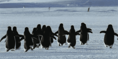 lecciones-pinguinos2_2.gif