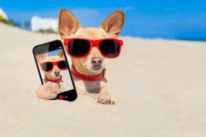 cachorro-selfie.jpg