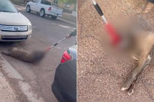 Acusan a Control Animal de crueldad contra un perro en Winslow; video causa indignación