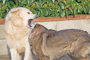 bullying-entre-perros-2.jpg