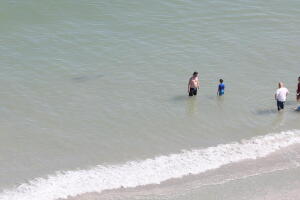 TiburonesMirttleBeach/2.jpg