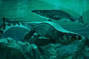 Tylosaurus rex Texas