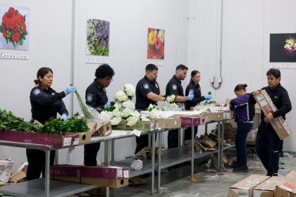 MIAMI, FLORIDA - FEBRUARY 12: U.S. Customs and Border Protection Agriculture Specialists inspect flowers for foreign pests or diseases in the FedEx Cargo hub at Miami International Airport on February 12, 2025 in Miami, Florida. FedEx transfers millions of fresh flowers through the hub for Valentine's season by increasing air capacity from Colombia and Ecuador. They will transport over 2.2 million pounds of flowers from these countries in February. (Photo by Joe Raedle/Getty Images)