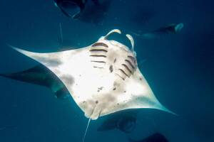 Charlotte estuvo varios años sin tener contacto con un macho de su especie.