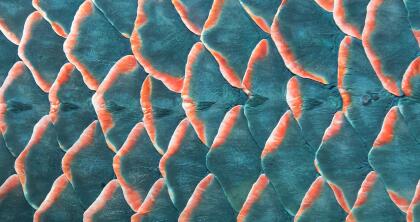 fotografía de texturas naturales