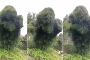 Árbol moviéndose extrañamente enloquece a Internet