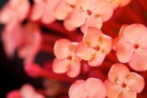 73706.jpg