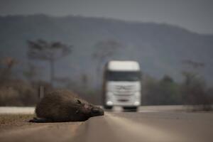 Brazil Environment