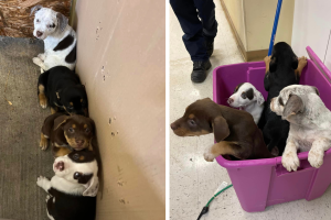 cachorros-abandonados-frío-bomberos-San-Antonio