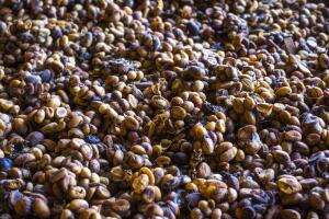 kopi-luwak-shutterstock_538059784.jpg