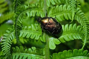 RUSSIA-INSECT-NATURE