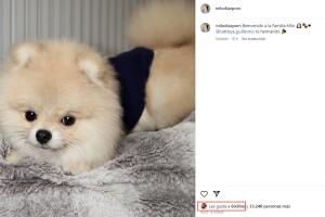 Milo, la mascota de Yailin La Más Viral