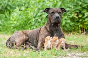 American pit bull terrier con gatos bebes