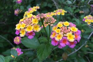 Vistazo a las flores silvestres que adornan la primavera texana