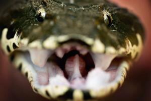 Australia's Deadliest Animals