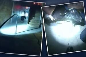 Captura de una cabra en Florida.