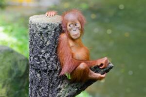 libro-orangutan-3.jpg