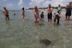 Regresan a su hábitat cinco tortugas de mar rescatadas en playas del sur de Florida