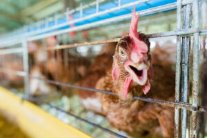 Gallina