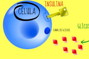 celula-insulina-glicose.jpg