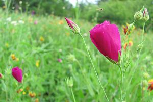 Vistazo a las flores silvestres que adornan la primavera texana