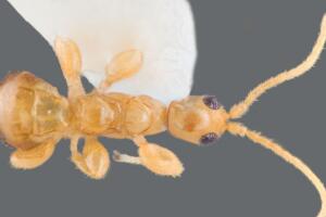 Masona Neon avispa sin alas Puerto Rico Guánica