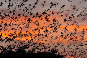 Piden apagar la luz.jpg