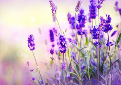Vale la pena resaltar el gran poder energético que supuestamente tiene, ya que la lavanda tiene la capacidad de neutralizar cargas negativas en cualquier espacio, por lo que vale la pena tenerla por todas partes: casa, oficina, etc.