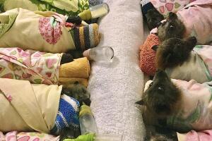 Australia Wildfires Crafts Crafting For Wildlife