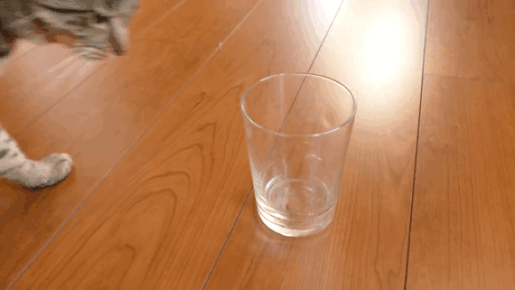 Gatos derechos y zurdos vaso